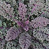 Kale - Red Bor - Ornamental Kale