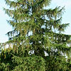 Larix decidua - European Larch, Larix