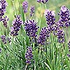 Lavandula angustifolia - Hidcote - Lavender, Lavandula