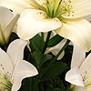 Lilium - Eyeliner - Lily