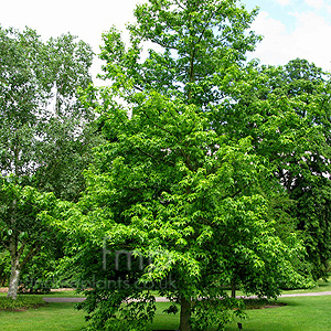 Liquidambar styraciflua - 'Aurea' (Golden Sweet Gum,  Liquidambar)