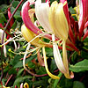 Lonicera periclymenum - Serotina Florida - Honey Suckle