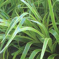 Luzula sylvatica - 'Marginata' (Snowy Wood Rush)