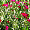 Lychnis coronaria