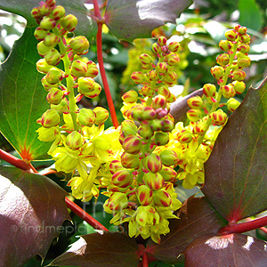Mahonia nervosa (Mahonia)