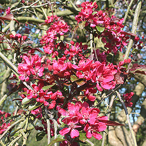 Malus X purpurea - Lemoinei (Purple Crab Apple)