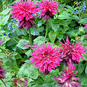 Monarda - 'Ruby Glow' (Bergamont)