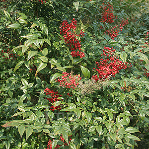 Nandina domestica - 'Richmond' (Sacred Bamboo)