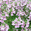 Nemesia denticulata - Nemesia