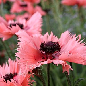 Papaver orientalis - Forncett Summer' (Papaver, Poppy)