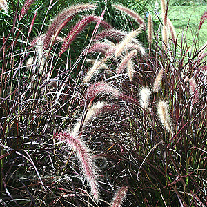 Pennisetum setaceum - 'Rubrum' (Fountain Grass, Pennisetum)