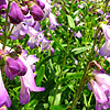 Penstemon - Alice Hindley - Penstemon