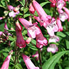 Penstemon - Pennington Gem - Beard Tongue