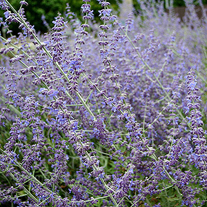 Perovskia atriplicifolia - 'Blue Spire' (Turkish Sage)