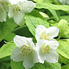 Philadelphus coronarius - Aureus - Golden Mock Orange