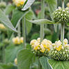 Phlomis russeliana