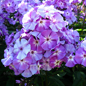 Phlox paniculata - 'Sky Light' (Phlox)