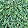 Picea abies - Reflexa - Weeping Norway Spruce, Picea