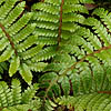 Polystichum polyblepharum - Japanese Tassel fern