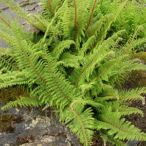 Polystichum setiferum - 'Plumosodivisilobum' (Soft Shield Fern)