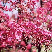 Prunus - 'Pink Perfection'