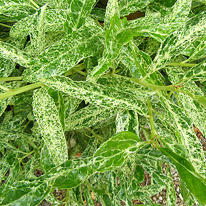 Prunus laurocerasus - 'Marbled White'