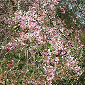 Prunus x subhirtella - 'Pendula Rosea'
