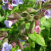 Pulmonaria - Fruhling Shimmel - Lungwort