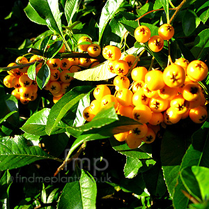 Pyracantha - 'Golden Charmer' (Pyracantha, Fire Thorn)