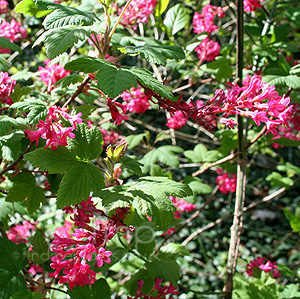 Ribes sanguineum - 'King Edward VII'