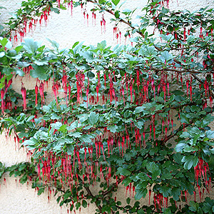 Ribes speciosum