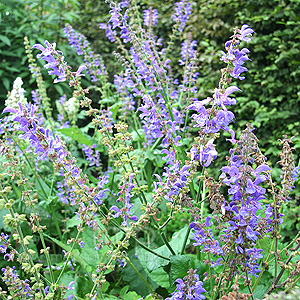 Salvia transsylvanica - 'Blue Spire'