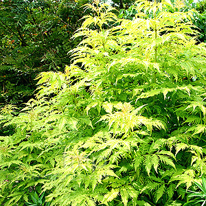 Sambucus racemosa - 'Plumosa Aurea' (Cut Leaf Elder)