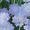 Scabiosa - Butterfly Blue - Sweet Scabious