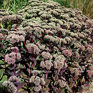 Sedum telephium - 'Madona'