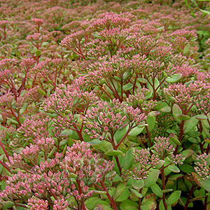Sedum - 'Ruby Glow' (Ice Plant)
