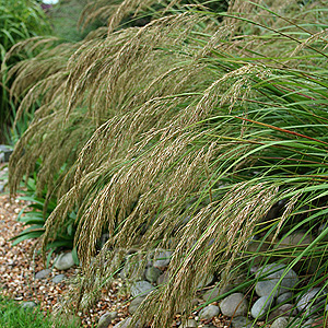 Stipa calamagrostis (Feather Grass, Stipa)