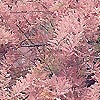 Tamarix ramosissima - Pink Cascade - Tamarisk, Tamarix