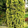 Taxus baccata - Standishii - Yew