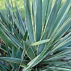 Yucca gloriosa - Variegata