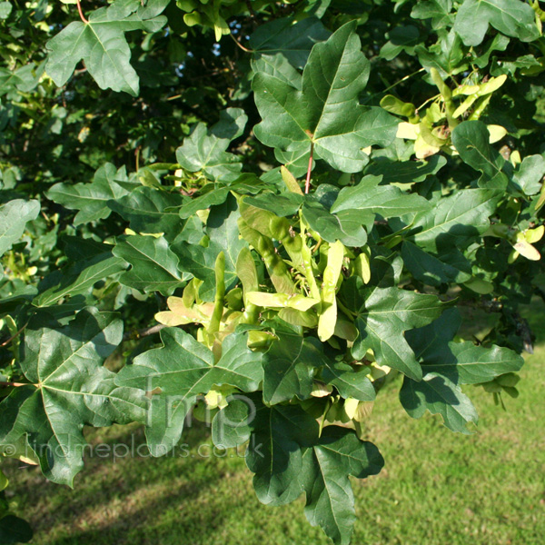 Big Photo of Acer Campestre, Leaf Close-up