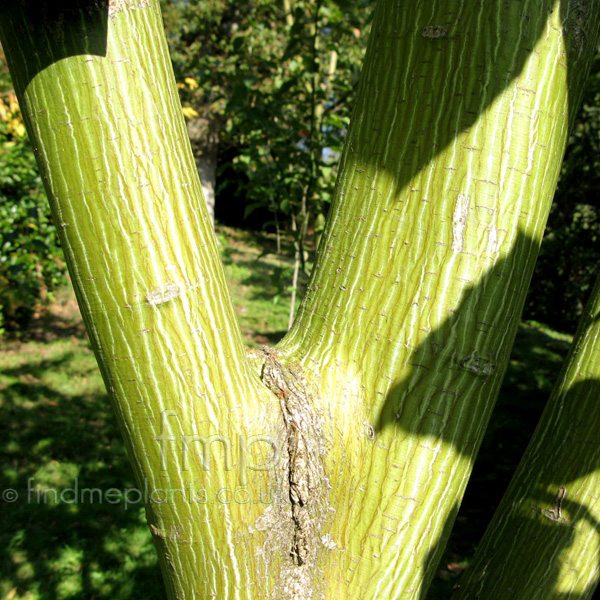 Big Photo of Acer Davidii