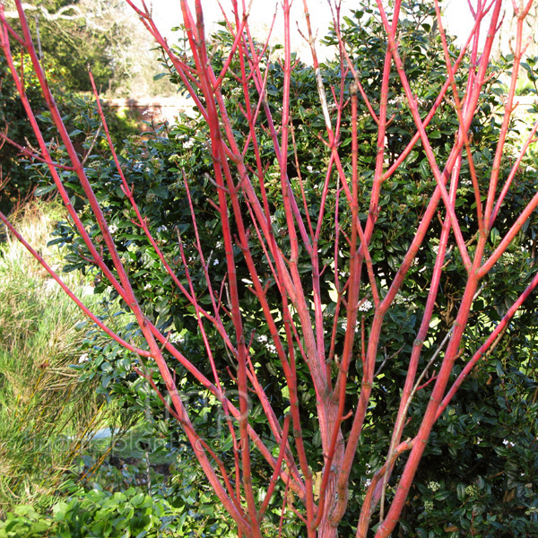 Big Photo of Acer Pensylvanicum
