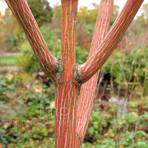 Big Photo of Acer Pensylvanicum