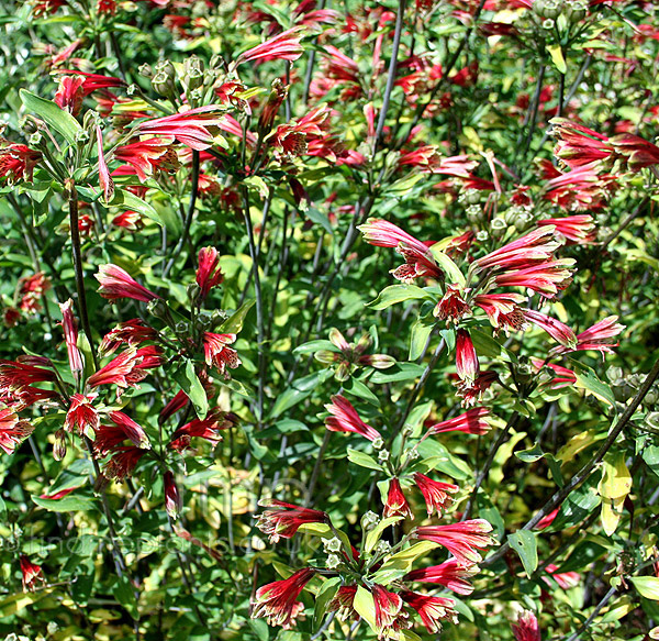 Big Photo of Alstroemaria Psittacina