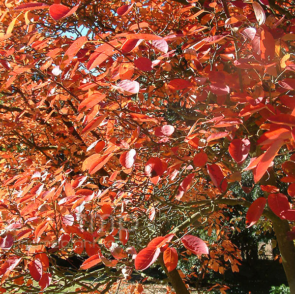 Big Photo of Amelanchier Canadensis