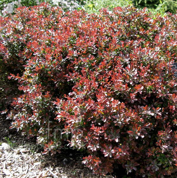 Big Photo of Berberis Thunbergii
