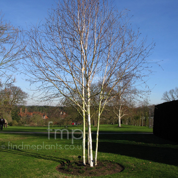 Big Photo of Betula Utilis