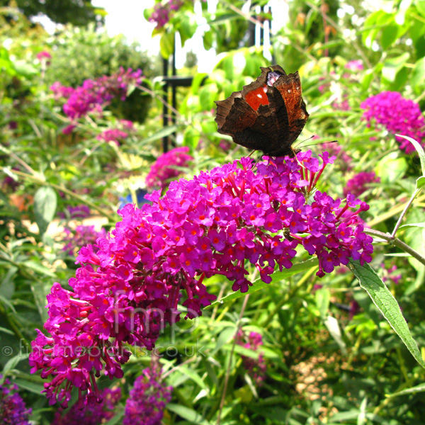 Big Photo of Buddleja Davidii, Flower Close-up