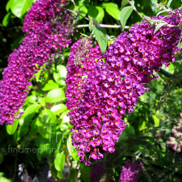 Big Photo of Buddleja Davidii, Flower Close-up